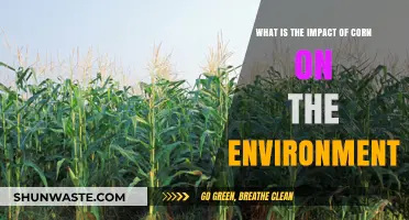 Corn's Environmental Impact: Sustainable Practices vs. Ecological Consequences