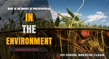 Photosynthesis: The Environmental Lifeline Sustaining Our Planet's Ecosystem