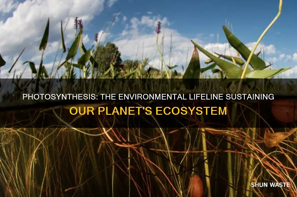 what is the impact of photosynthesis in the environment