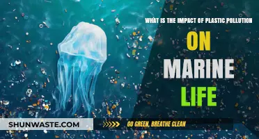 Plastic Pollution: Marine Life's Deadly Threat