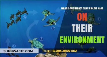 Olive Ridley Turtles: Their Ecological Impact and Environmental Significance
