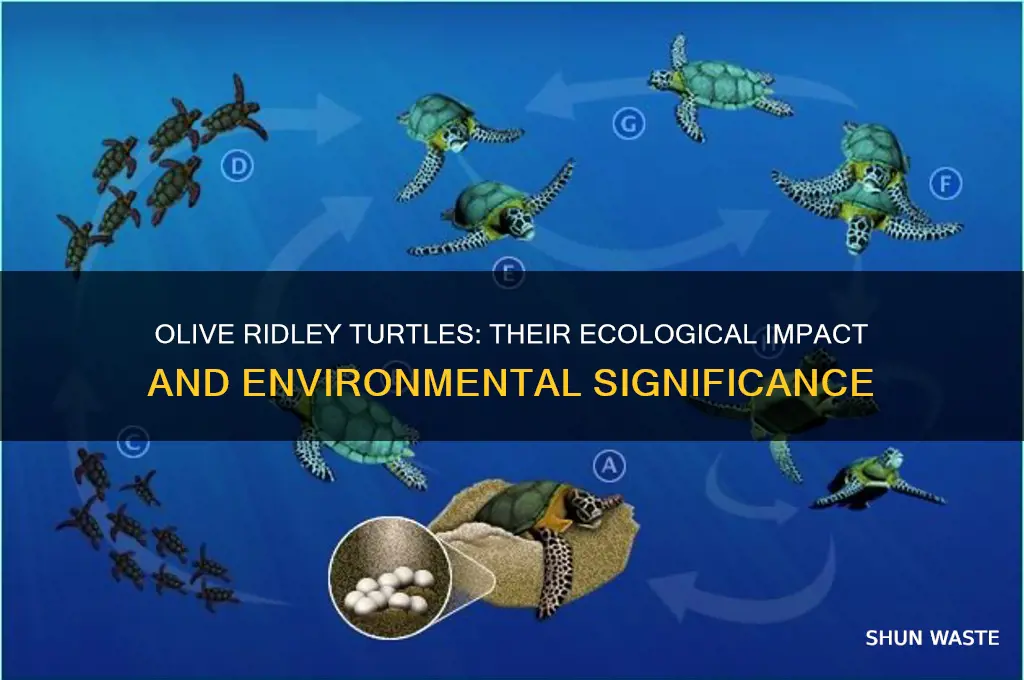 what is the impact olive ridleys have on their environment