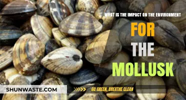 Mollusks' Environmental Impact: Uncovering Their Role in Ecosystems