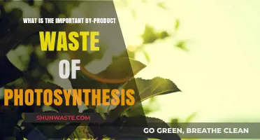 Unveiling Oxygen: The Vital By-Product Waste of Photosynthesis Explained