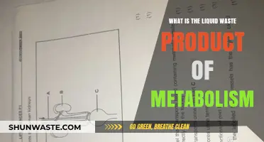 Understanding the Liquid Waste Product of Metabolism: Urine Explained
