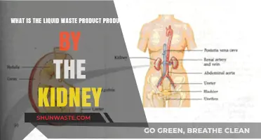 Understanding Urine: The Kidney's Liquid Waste Product Explained