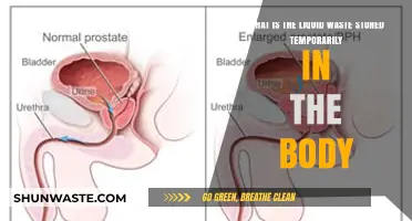 Understanding Temporary Liquid Waste Storage in the Human Body