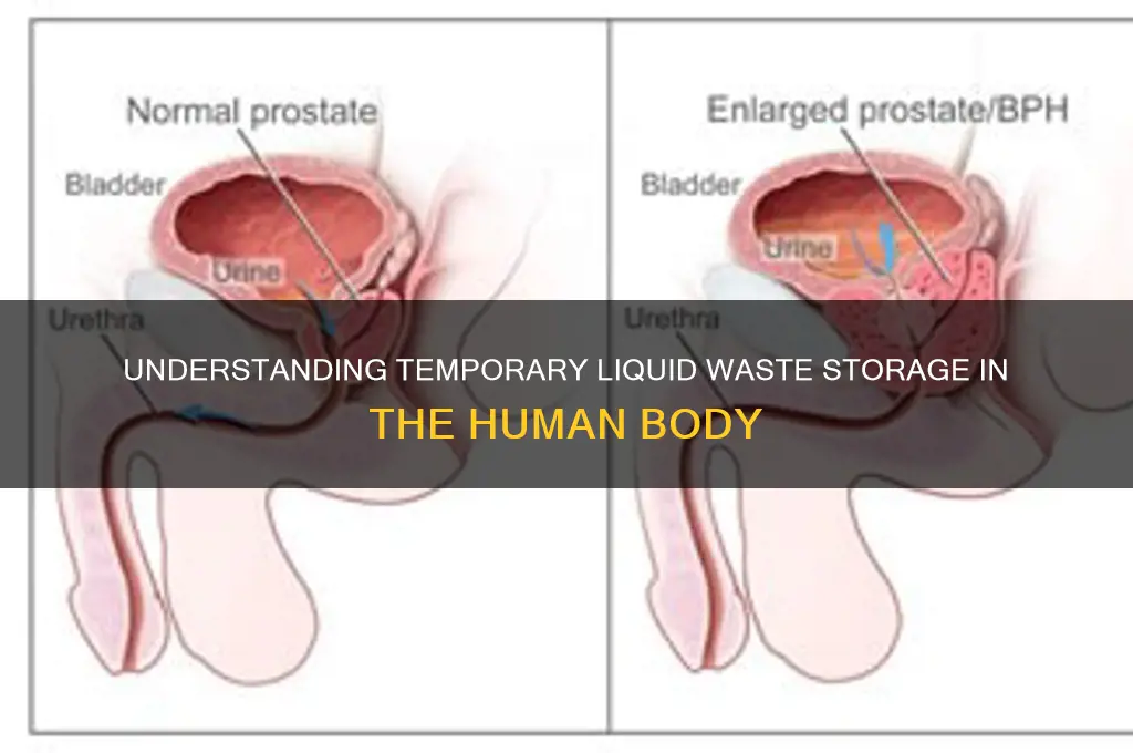 what is the liquid waste stored temporarily in the body