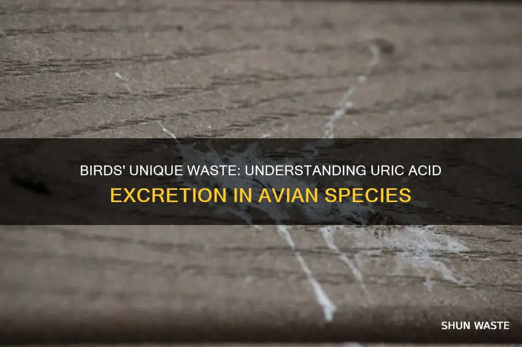 what is the main nitrogenous waste excreted by birds