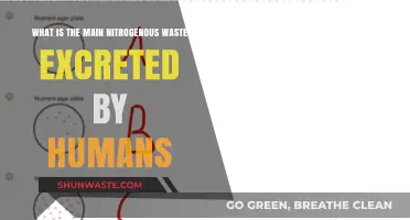 Understanding Human Nitrogenous Waste: The Primary Excreted Compound Explained