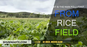 Rice Fields: Polluting Particles and Their Sources