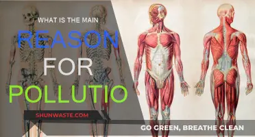 Human Activities: The Root of Pollution