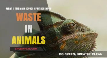 Understanding the Primary Source of Nitrogenous Waste in Animals