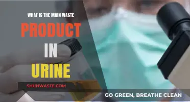 Understanding Urine Composition: The Primary Waste Product Explained