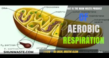 Understanding Aerobic Respiration: The Primary Waste Product Explained