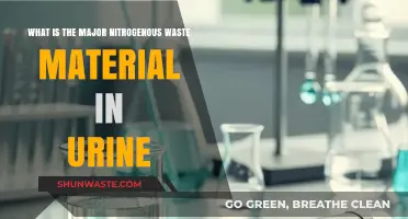 Understanding Urea: The Primary Nitrogenous Waste in Human Urine