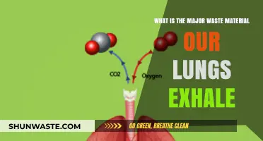 Breathing Out: Understanding the Primary Waste Exhaled by Our Lungs