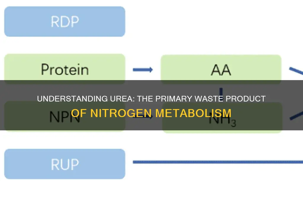 what is the major waste product of nitrogen metabolism