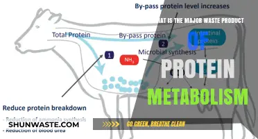 Understanding the Primary Waste Product of Protein Metabolism: Urea Explained