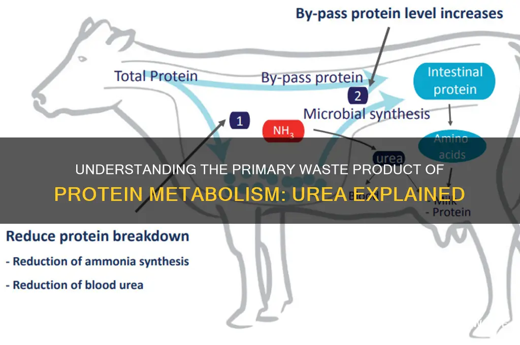 what is the major waste product of protein metabolism