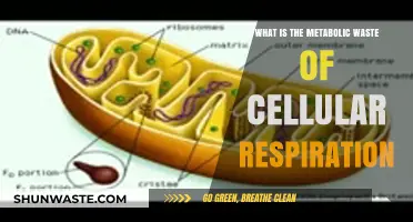 Understanding Metabolic Waste: Byproducts of Cellular Respiration Explained