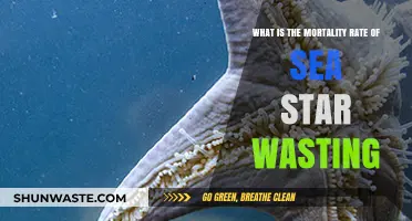 Sea Star Wasting Disease: Understanding Its Impact on Mortality Rates