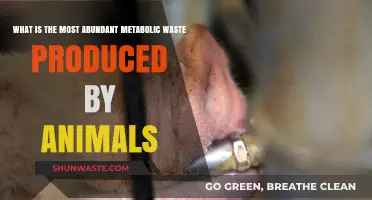 Unveiling the Primary Metabolic Waste: Animals' Most Abundant Byproduct