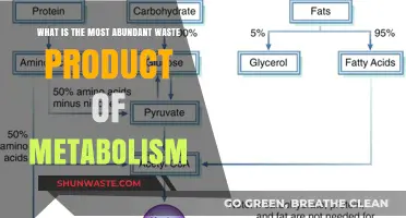 Metabolism's Most Abundant Waste: Understanding Carbon Dioxide Production