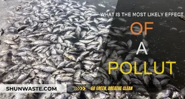 The Impact of Pollutants: Understanding Their Effects