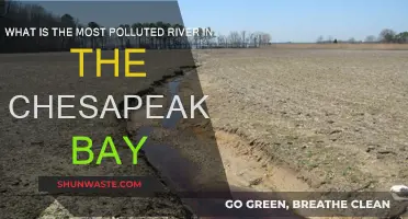 Chesapeake Bay's Most Polluted River: A Troubling Truth