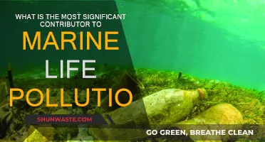The Devastating Impact of Plastic on Marine Life