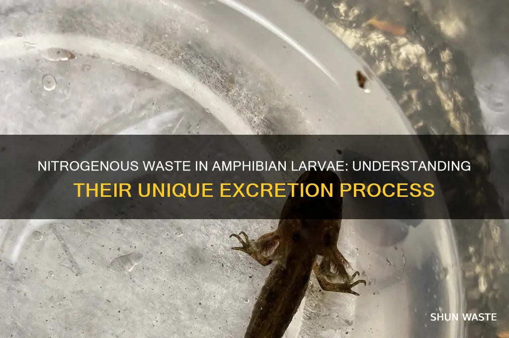what is the nitrogenous waste in amphibian larvae