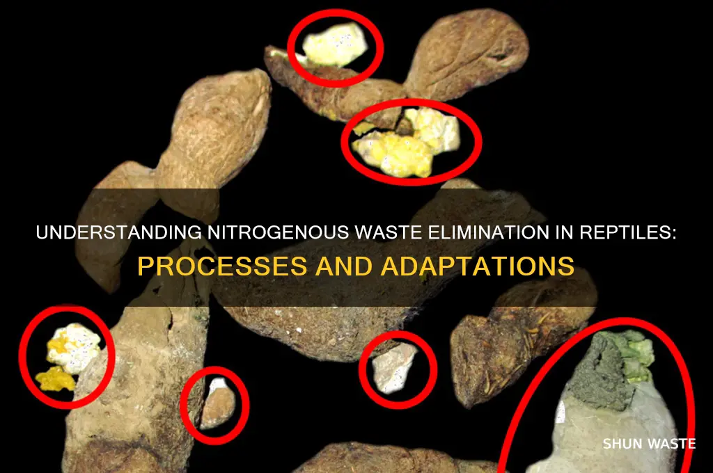 what is the nitrogenous waste in the reptiles