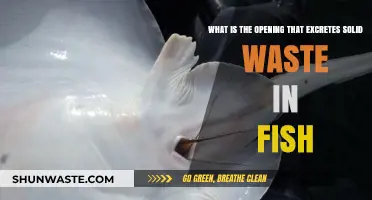 Understanding the Fish Cloaca: Solid Waste Excretion in Aquatic Life