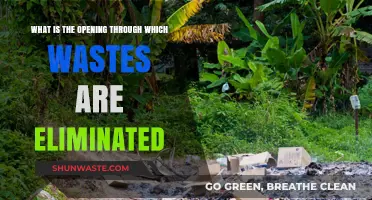 Understanding the Body's Exit Route for Waste Elimination
