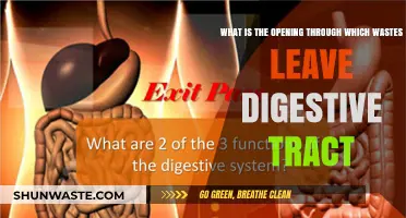 Understanding the Exit: How Wastes Leave the Digestive Tract