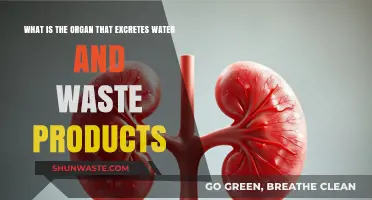 The Role of Kidneys in Excreting Water and Waste Products