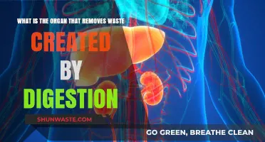 How the Liver and Kidneys Eliminate Digestive Waste Efficiently