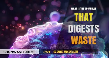 The Lysosome: Cellular Waste Digestion and Recycling Explained