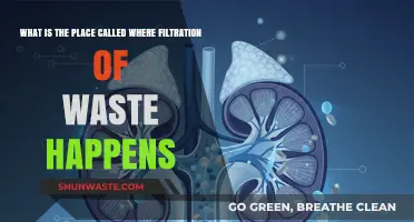 Where Waste Filtration Occurs: Exploring the Vital Role of the Kidneys