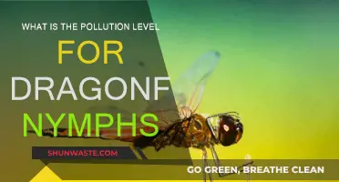 Dragonfly Nymphs: Pollution Level Indicators