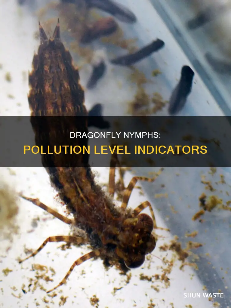 what is the pollution level for dragonfly nymphs