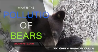 Bear Pollution: Understanding the Impact on Wildlife