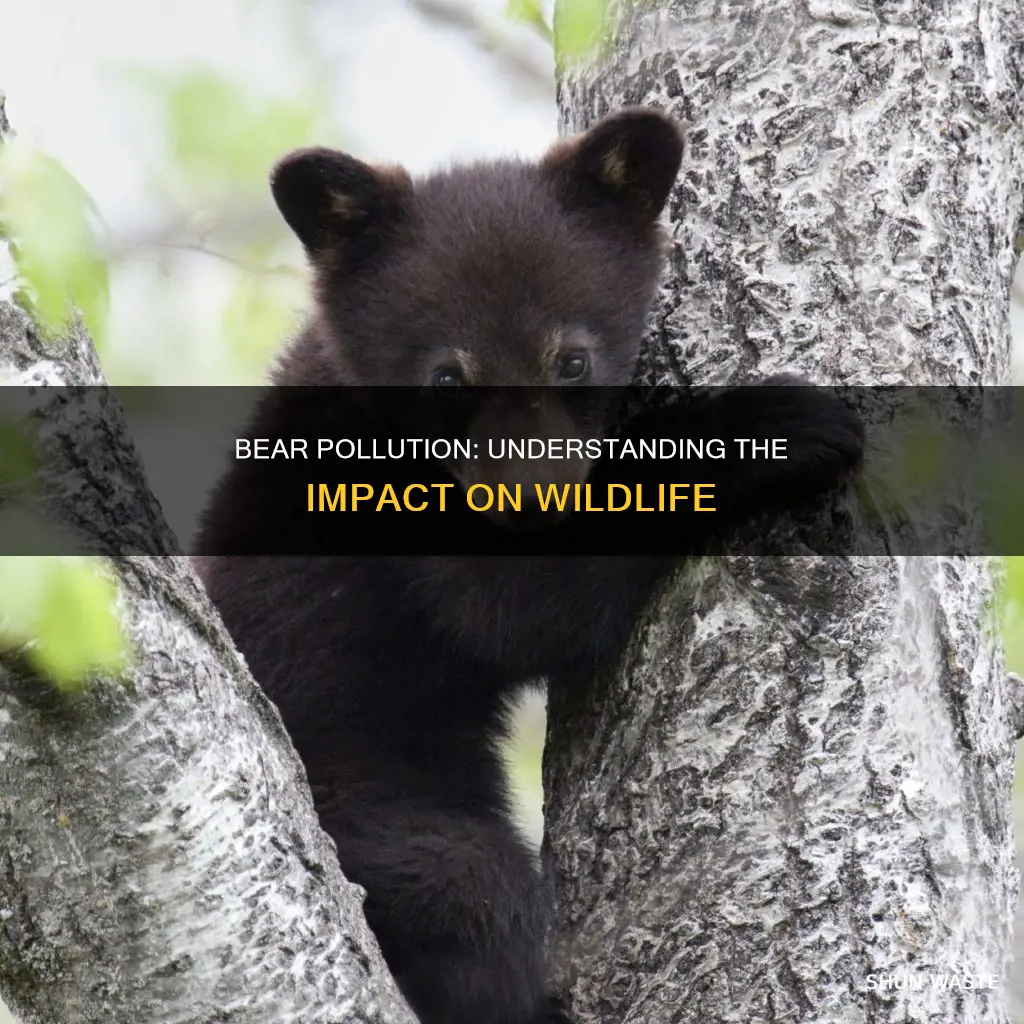 what is the pollution of bears