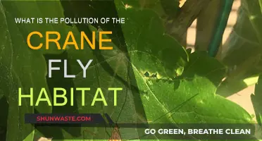 Crane Fly Habitats: Pollution's Impact