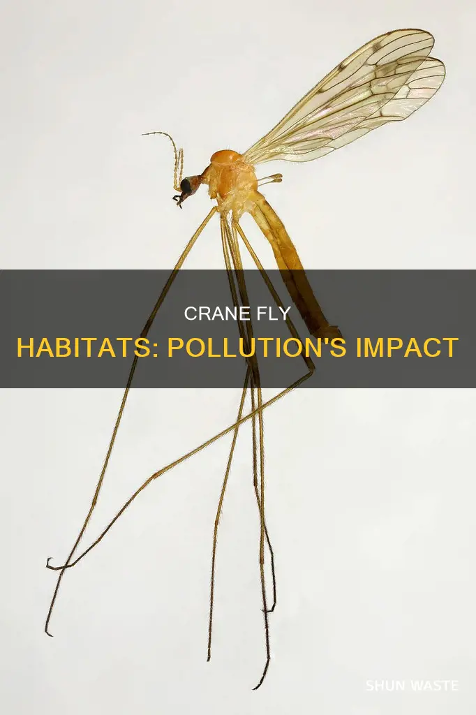 what is the pollution of the crane fly habitat