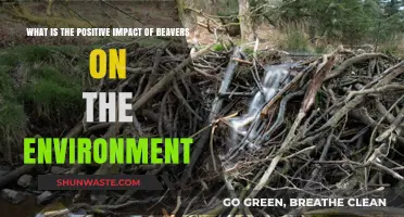 Beavers' Eco-Friendly Engineering: Transforming Ecosystems for the Better