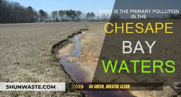 Chesapeake Bay: Pollution's Impact and Primary Sources