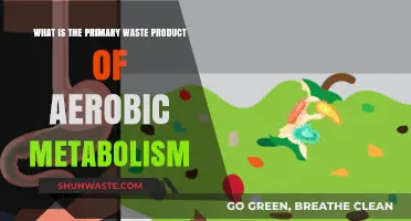 Understanding Aerobic Metabolism: Primary Waste Product and Its Role
