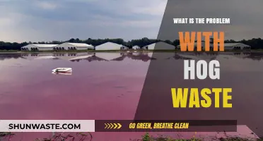 Hog Waste Crisis: Environmental and Health Hazards Explained